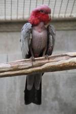 Rosakakadus (Eolophus) (2 Fotos)