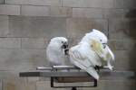 Zwei Wei�haubenkakadus (Cacatua alba) ...  Gilbert Angermann 22.06.2010