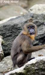 Mandrill    ...  Andy Hensel 22.06.2010
