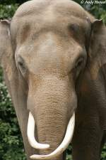 Asiatischer Elefant   ...  Andy Hensel 22.06.2010