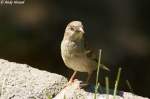 Kleiner neugieriger Spatz (Sperling) ...  Andy Hensel 22.06.2010