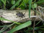 Diesen Bockk�fer entdeckte ich ...  ferdinand baumgartner 25.06.2010