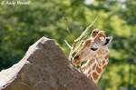 Kopf einer jungen Uganda-Giraffe   ...