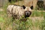 Streifenhy�nen (Hyaena hyaena) (7 Fotos)