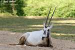 Arabische Oryx   ...  Andy Hensel 26.06.2010