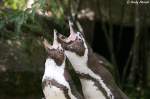 Humboldt-Pinguine    ...  Andy Hensel 26.06.2010