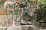 F�tterung eines s�dafrikanischen Seeb�ren. ...  Andy Hensel 26.06.2010