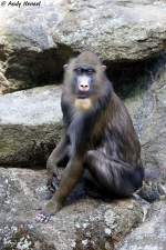  Hast du Drogen?  Mandrill ...  Andy Hensel 27.06.2010