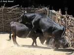 Dahomey-Zwergrinder    ...  Andy Hensel 27.06.2010