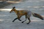 Der Rotfuchs ...  Andy Hensel 22.10.2009