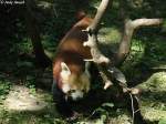 Kleiner Panda   ...  Andy Hensel 27.06.2010