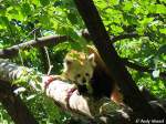 Kleiner Panda   ...  Andy Hensel 27.06.2010