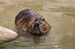 Nutria (Biberratte)   ...  Andy Hensel 27.06.2010