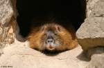 Nutria (Biberratte)   ...  Andy Hensel 27.06.2010
