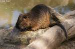 Nutria (Biberratte)   ...  Andy Hensel 27.06.2010