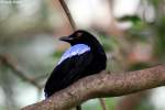 Elfenblauvogel    ...  Andy Hensel 28.06.2010