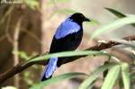 Elfenblauvogel    ...