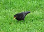 eine Amsel hat eine ...  Willi Dressel 23.10.2009
