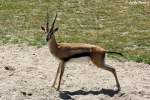 Thomson-Gazelle    ...  Andy Hensel 28.06.2010