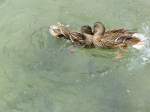 Enten im Zweikampf   ...