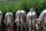 Grevyzebras mal anders.  ...  Andy Hensel 28.06.2010