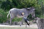 Kronenkranich (dahinter ein Grevyzebra) ...  Andy Hensel 29.06.2010