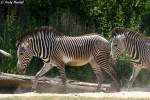 Grevyzebras    ...  Andy Hensel 29.06.2010