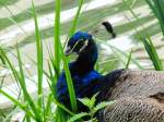 Pfau in den G�rten ...  Willi Dressel 23.10.2009
