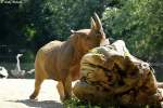 Spitzmaulnashorn    ...  Andy Hensel 29.06.2010