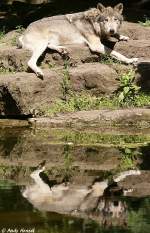 Wolf (Eurasischer Wolf) gespiegelt.   ...