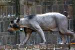 Brillenb�r. Was mit dem passiert ist....keine Ahnung!!!  ...