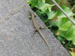 Eidechse in den G�rten ...  Willi Dressel 23.10.2009