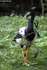 Spaltfu�gans    ...