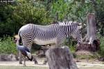 Grevyzebra mit Kronenkranich  ...  Andy Hensel 29.06.2010