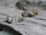 schlafende Affen im N�rnberger Zoo   ...