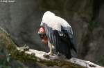 K�nigsgeier    ...  Andy Hensel 30.06.2010
