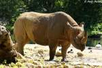 Spitzmaulnashorn    ...  Andy Hensel 30.06.2010