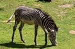 Grevyzebra    ...  Andy Hensel 30.06.2010