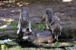 Wolf (Eurasischer Wolf)  ...  Andy Hensel 30.06.2010