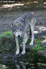 Wolf (Eurasischer Wolf)   ...