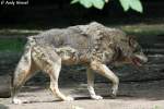 Wolf (Eurasischer Wolf)   ...