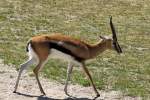 Thomson-Gazelle    ...  Andy Hensel 01.07.2010
