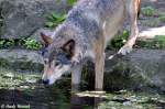 Wolf (Eurasischer Wolf)  ...  Andy Hensel 01.07.2010
