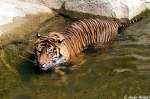 Sibirischer Tiger oder auch Amurtiger   ...