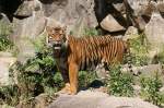 Sibirischer Tiger oder auch ...  Andy Hensel 01.07.2010