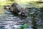 echte-wolfe-canis Wolf (Eurasischer Wolf)