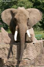 Afrikanischer Elefant   ...  Andy Hensel 02.07.2010
