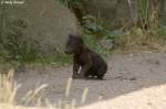 tupfelhyanen-crocuta Die Jungtiere der T�pfelhy�nen werden sehr lange ges�ugt.