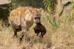 tupfelhyanen-crocuta T�pfelhy�ne oder Fleckenhy�ne mit Junges.