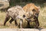 Liebevolle Pflege der T�pfelhy�nen. ...  Andy Hensel 02.07.2010